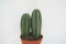 PCMOVILES Cactus Suculenta MARGINATOCEREUS MARGINATUS en maceta de 13cm (planta viva)