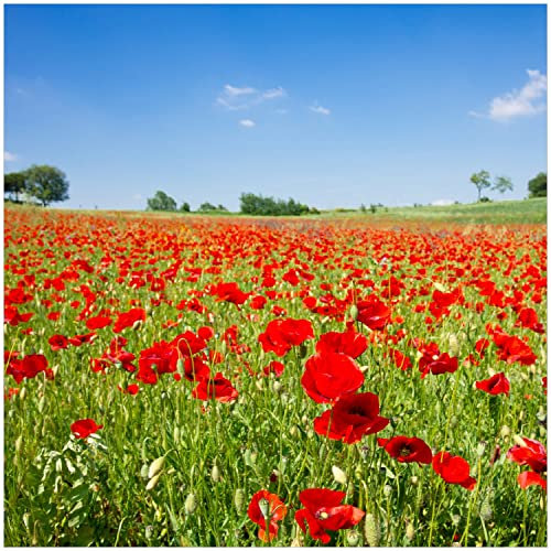 Wallario Memoboard aus Glas mit Motiv, Magnet-Tafel in 50 x 50 cm in Premium Qualität Mohnblumenfeld- rote Blumen unter blauem Himmel