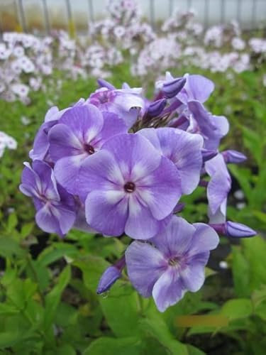 Phlox paniculata Sternhimmel - Hohe Flammenblume Sternhimmel Stückzahl Rabatt 20er-Paket