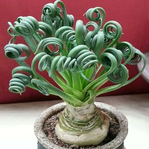 lamphle 100 Pz Rare Spirale Erba Semi di Fiori Pianta Grassa Bonsai in Vaso Home Decor per Giardino Piantare 100pcs Semi di Erba sprial