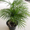 CUSHY Chamaedorea seifrizii Graines, (5 graines) Bamboo Palm, Palm Reed, Bamboo Palm de Seifriz. beauté tropicale pour intérieur et extérieur