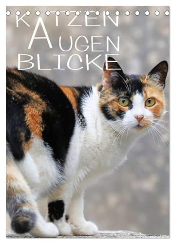 KATZEN AUGEN BLICKE (Tischkalender 2026 DIN A5 hoch), CALVENDO Monatskalender: Einfach wunderbare Tiere, diese kleinen Tiger (CALVENDO Tiere)