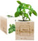 Ecocube gravé Merci Maîtresse (Basilic)