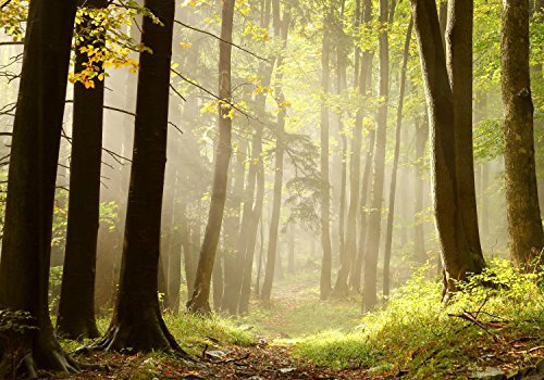 wandmotiv24 Fototapete Wald-Weg, 200 x 140cm - selbstklebende Strukturtapete, Wanddeko, Wandbild, Wandtapete, Natur, Sonne, Dämmerung, Bäume M0024