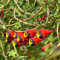 Semillas Capuchina Emperatriz,Tropaeolum Majus, Semillas Flores Exterior Todo El Año, Semillas Flores Capuchina, Capuchina Planta Viva, Bonsais Naturales Interior, Plantas - 200 piezas
