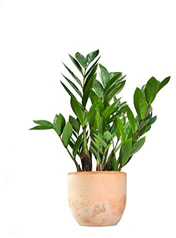 Zamia Altezza 45 cm, Pianta Vera, Pianta da Interno, Vaso Artigianale in Terracotta
