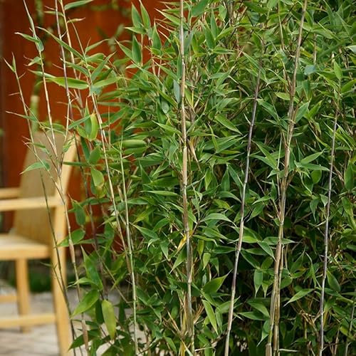 Bambus Fargesia spathacea 'Blue Lizard'®, Höhe 80-100 cm, Topf 10 Liter