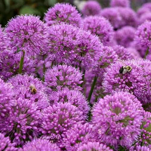 Allium Serendipity - Hardy Perennial for Gardens and Borders - Lavender-Pink Flowers with Decorative Foliage - Outdoor Ornamental Plant in Pot (9cm Pot, 10-20cm)
