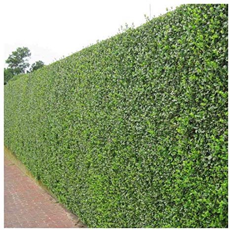 Stauden Gänge 50 x Ligustrum ovalifolium Ovalblättriger Liguster winterhart | Winterharte Heckenpflanze für Sonne bis Schatten, Blüte Juni bis Juli, mehrjährig, schnittverträglich, 9x9 cm Topf