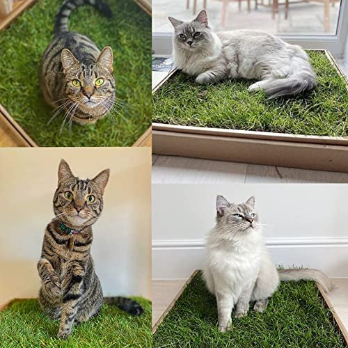 Cat Grass Patch - Green Bathing For Indoor Cats & Kittens - Oui Oui Patch Fresh Grass Pad - Live, Eco-Friendly & Stimulating - City Doggo Ltd.