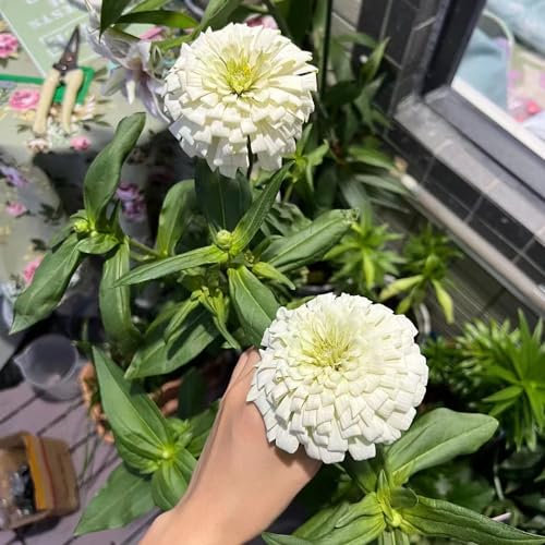 200 pcs zinnien samen mehrjährig, herbstblumen, samen zimmerpflanzen, Zinnia elegans, blumensamen mehrjährig winterhart, seeds balkonblumen, pflanzen winterhart draußen blumensamen