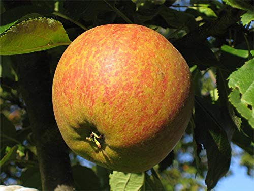 Direct Plants Apple Cox's Orange Pippin Large Fruit Tree 6ft Supplied in a Pot