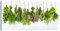 Posterlounge Herbes aromatiques suspendues Tableau sur toile 40 x 20 cm Vert Tableaux Décoration murale