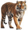 Abnehmbarer Wild Tiger Wandsticker, Großer 3D lebensechter Tiger Tier Wandaufkleber zum Abziehen und Aufkleben für Wohnzimmer Kinderzimmer Klassenzimmer und Babyzimmer Dekor