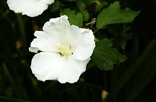 Hibiskus weiße Blüte Garteneibisch William R. Smith Hibiscus William R. Smith Containerware 40-60 cm hoch,