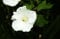 Hibiskus weiße Blüte Garteneibisch William R. Smith Hibiscus William R. Smith Containerware 40-60 cm hoch,