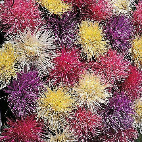 Aster ‘Spider Chrysanthemum Mixed’, Callistephus chinensis, China Aster (200 Aster Seeds) by Thompson and Morgan