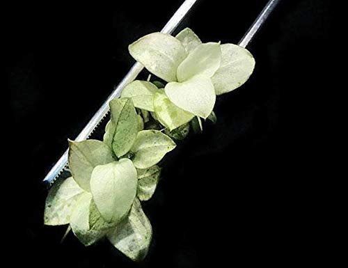 Anubias Nana Snow White Plante d'aquarium en direct