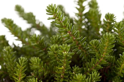 Empetrum nigrum 'Irland' 9x9 cm Topf – Immergrün, Winterhart, Pflegeleicht – Krähenbeere – Bodendecker für Heidegarten & Steingarten