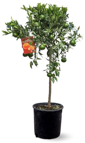 Attitude Jardin - Mandarinier - citrus reticulata - agrume méditerranéen - arbre fruitier - 120-130 cm - ⌀ 24 cm