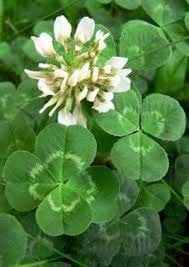 Bianco semi di trifoglio, piante ornamentali Four Leaf Clover - facile crescere 100pcs