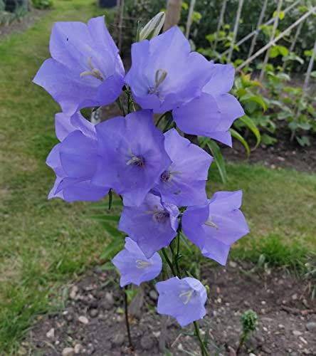 || METCHAR Garden || Campanula persicifolia Bellflower UK Heardy Evergreen || Garden Ready Bare Root Plug Plants || (10x Plug Plants)