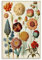 Ernst Haeckel Malerwerke, Vintage-Botanische Illustration, Poster, Kunst, Leinwand, Gemälde, Dekor, Wanddruck, Foto, Geschenke, Zuhause, moderne Dekoration, 30 x 45 cm