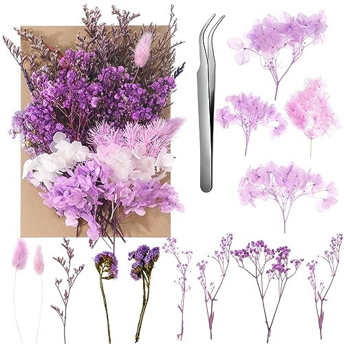 aurorayer Fleurs Séchées, Fleurs Sechees Naturelles Vraies Fleurs Pressées Séchées Decoration pour Scrapbooking Bougie Bricolage Résine Époxy Floral Fabrication Artisanale (Violet)
