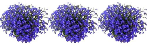 Pack de 3 plantas Lobelia, 15-20 cm. Planta perenne con flores pequeñas y coloridas, ideal para jardines y macetas. Segura Garden.