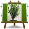 Buxus Macrophilla Faulkner Pflanze Ab Hecke Niedrig - Auf Vase Ab 18 - Höhe 40 CM
