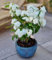 BALDUR Garten Duftender Gartenjasmin 'Pearls of Perfume®',1 Pflanze, dekorative, gefüllte Blüten, betörender, süßer Duft, winterhart & pflegeleicht, mehrjährig, ideal für Beet & Kübel