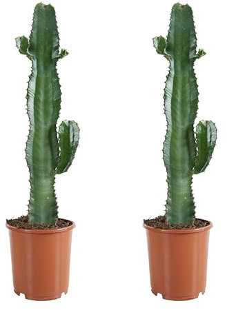 Bloomique - Juego de 2 - Euphorbia Acrurensis - Spurge - Cactus - Plantas de interior - Fácil de mantener - 60-70 cm de alto - Maceta 17 cm
