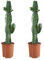 Bloomique - 2er-Set - Euphorbia acrurensis - Wolfsmilch - Kaktus - Zimmerpflanzen - pflegeleicht - 60-70 cm hoch - Topf 17 cm