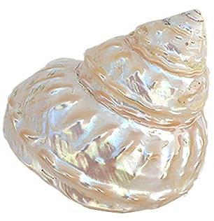 COYOUCO Coquilles pour Bernard l'Hermite - Taille d'ouverture de 0,6 à 2 Pouces - Fournitures pour Bernard l'Hermite - Coquilles Naturelles pour Bernard l'Hermite,B