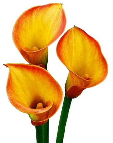 The Bulb Farmers - 12 x Calla 'Sunset Glow' - Orange - Blumenzwiebeln direkt vom Züchter - Sommerblüher - Zwiebelgröße 16-18 (die optimale Größe für den Garten)