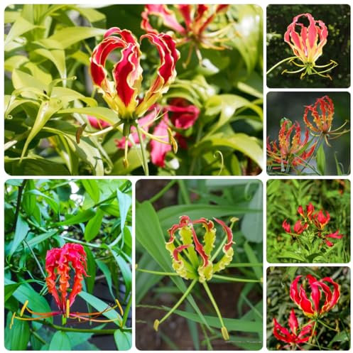 3 piezas lirios de fuego - bulbos, lirio de fuego planta de interior bulbos de flores floración temprana bulbos de lirio de fuego plantas decorativas para el jardín de la sala de estar