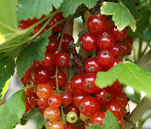 Rote Johannisbeere `Rosetta´, Busch, ca. 60cm im 3 Liter Topf