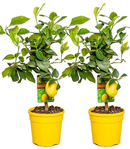 Bloomique - Lot de 2 - Citrus Limon - Citronnier - Agrume - Arbre fruitier - Plantes de jardin - 50-70 cm de haut - Pot 19 cm