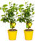 2x Citrus limon - Limonero - Árbol frutal - Perennifolio - ⌀19 cm - 60-70 cm