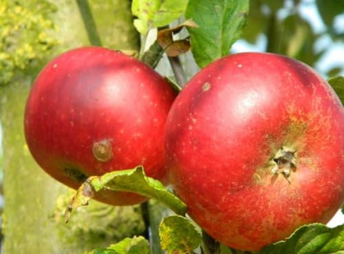 Direct Plants Apple Discovery Large Fruit Tree 5-6ft Tall M26 Dwarfing Rootstock Supplied in a Pot