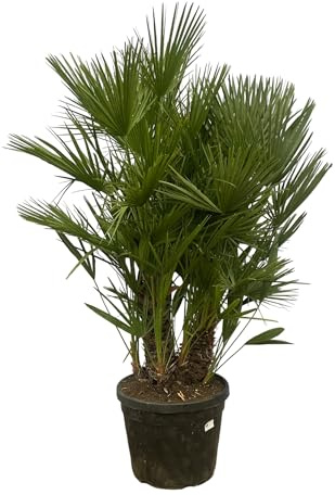 Trendyplants - Chamaerops Humilis mehrstämmig - Zwergpalme - Gartenpflanze - Höhe 170-190 cm - Topfgröße Ø45cm