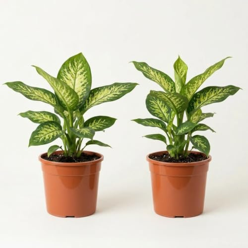 Dieffenbachia | 2er-Set | ca. 40-50 cm | ø 12-15cm Topf | Pflegeleichte Zimmerpflanzen für Wohnung und Büro | Qualität vom Pflanzen Profi | Ideale Raumbegrünung
