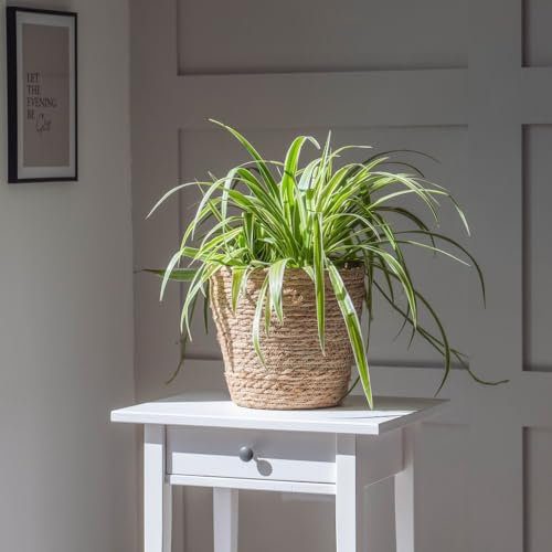Chlorophytum (Spider Plant) Comosum Variegatum House Plant Tender Perennial House Plants Easy to Grow Your Own 1x 12cm Potted Plant by Thompson and Morgan