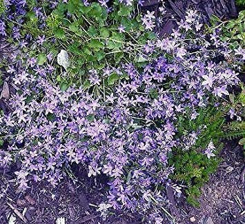 ASTONISH Pacchetto semi: Campanula portenschlagiana Magia 250 Seeds