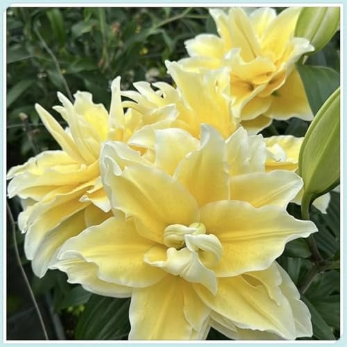 Mehrjährige Lilium Asiaticum Winterharte Lilien Kaufen - Mehrjährige Lilium Rhizome für Gartentopf & Außenbereichsdekoration-6lilien knolle-D