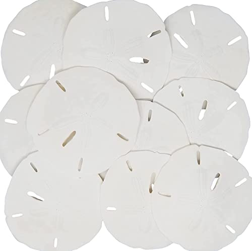 Sanddollar 7,6 cm – 8,9 cm – 15 st – bröllop snäckskal för hantverk – riktiga sandollars handplockade och packade av Tumbler Home i Florida