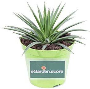 Pianta di Agave pianta grassa pianta da esterno pianta ornamentale di Agave pianta succulenta pianta con spine pianta vera venduta da eGarden.store (Agave Stricta Nana v.10 cm)