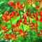 COOTO Garten Lilien Zwiebeln Winterhart Mehrjährig – Orange Türkenbund Lilien Paradalinum XXL - Blumenzwiebeln Lilien – Blumen Deko für Garten und Balkon – Garten Lilien Pflanzen