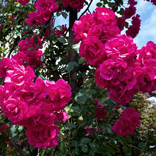 Pretty Pink®, rosa rampicante in vaso di Rose Barni®, pianta rampicante rifiorente a mazzi,h. raggiunta fino a 5 metri, pianta di rosa resistente alle malattie, leggermente profumata, cod.18088