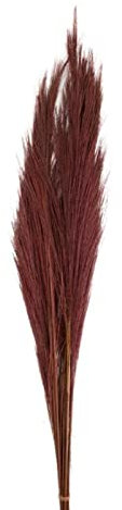 DIJK Ginstergras dunkelrot - Broom Grass - Thysanolaena - 90-105 cm -100g